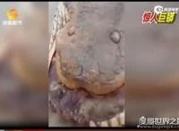 世界上最大的蛇，中国发现长达55米巨蛇(最大的蛇盘点)