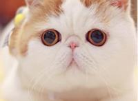 呆萌猫“红小胖snoopy”走红，现实版加菲猫(网友直呼萌化了)