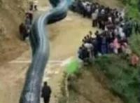 四川出现120米大蛇，19年宜宾地震震出120米巨蛇系谣言