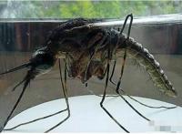 现存世界上最大的蚊子，华丽巨蚊长达35cm(不吸血)