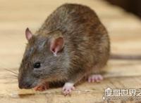 老鼠变成蝙蝠过程是真的吗,蝙蝠不是老鼠变的(纯属谣言)