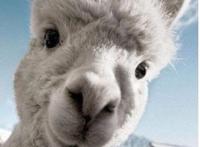 草泥马是什么？就是指羊驼(乃中国网络十大神兽之一)