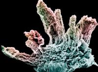 科学家发现巨型阿米巴虫，生活在海底深处（创造纪录）