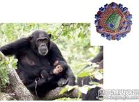 艾滋病起源的罪魁祸首，起源于非洲黑猩猩(之后被人为传播)
