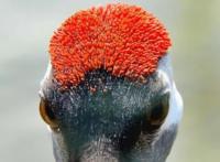 武侠小说里的顶尖毒药鹤顶红有解药吗（其实是红信石）