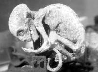 世界上真的有外星人吗，揭秘所谓的外星人存在证据