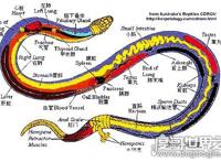 打蛇打七寸的七寸是指，七寸是指蛇的心脏位子(打伤要害必死)