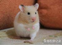 金丝熊寿命多少年，平均寿命两年(养得好能活三五年)