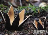 世界上最罕见的蘑菇，恶魔雪茄(绽放时喷出烟雾)