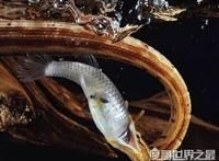 生物界的钓鱼大师，钓鱼蛇能让鱼往嘴里钻(钓鱼独门绝技)