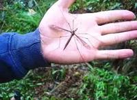 世界上最大的蚊子，有着华丽丽的名字（华丽巨蚊）