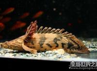 凶悍的观赏鱼虎纹恐龙王鱼，是现存最漂亮的活化石