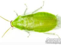 世界上最干净的蟑螂，古巴蟑螂(全身呈绿色只吃素)