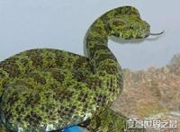 比熊猫都稀有的莽山烙铁头蛇，是世界最大毒蛇种(内附视频)
