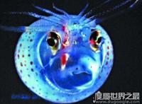 可爱小猪章鱼图片，浑身透明会发光的微笑萌物