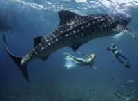 世界上最大的鱼类，鲸鲨(最长达20米/重13吨)