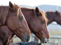 马是怎么睡觉的？站着睡觉一天能睡73次(每次不超过5分钟)