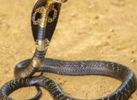 世界十大名蛇，世界上最出名的10种蛇(眼镜蛇科占一半)