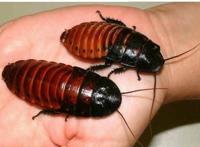 世界十大奇异宠物，家里的蟑螂当宠物养(不缺菜吃了)