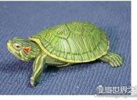 巴西龟能长多大，一般雌性龟体重可以长到4斤重