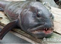 狼鳗鱼为什么不能捉，它们属于肉食性鱼类(拥有很强的攻击性)