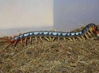 世界上最大的蜈蚣，加拉帕格斯巨人蜈蚣0.6米(能吃蛇)