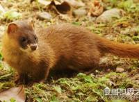 黄鼠狼怕什么，黄鼠狼的天敌竟然有三个（又名黄鼬）