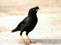 怎样教八哥说话，在安静的环境里耐心训练(吐字要清晰)