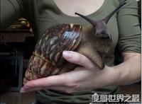 世界上最大的蜗牛，巨型蜗牛长达20cm(最小蜗牛仅0.6毫米)
