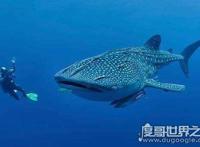 世界上最大的鱼，鲸鲨长20米(世界上最大的鲨鱼不吃人)