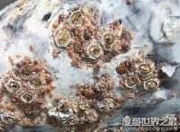 鲸鱼身上也长虱子，鲸虱与藤壶共同寄生(高达10万只)