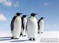 企鹅生活在哪里，主要生活在南极(大多数生活在南半球)