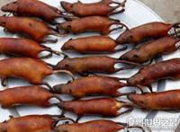 老鼠肉能吃吗，能吃而且好吃(附做法及注意事项)