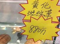 世界上最贵的宠物龟排名，排名第一的黄化斑纹草龟守家880万元