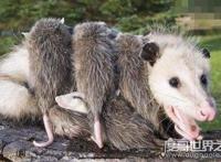 世界上最大的老鼠，0.54米的负鼠算小号(最大鼠王1.1米)