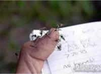 什么血型招蚊子？其实和血型无关(蚊子最喜欢汗腺发达的人)