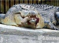 实拍鳄鱼吃人事件场面血腥，女大学生被肢解活吞