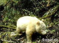 世界上最罕见的大熊猫，白色大熊猫(浑身全白/眼睛是红色)