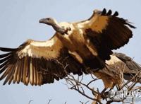 世界上飞的最高的鸟，黑白兀鹫(飞行高度达1.1万米)