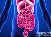人的肠子有多长？一般在6.5-8.5米之间(附肠道计算公式)