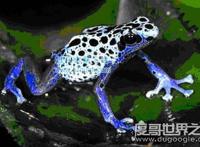 钴蓝箭毒蛙，1克毒就可消灭1.5万只老鼠