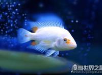 目前世界上的鱼有多少种，光是有名字的鱼就有32100多种