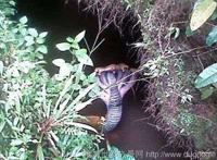 印度神庙惊现五头蛇是真的吗，假的(是人为的ps作品)