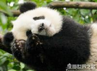 活化石动物大盘点，盘点10大活化石动物(都极具研究价值)