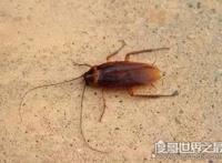 蟑螂怎么消灭最彻底，教你几个小妙招怎样轻松清除蟑螂