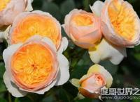 最贵的朱丽叶花坛多少钱，价值300万英镑(观赏性极高的珍惜植物)