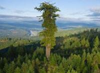 世界十大植物之最，世界上最高的树高156米(相当于50层楼)