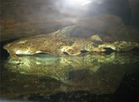 世界第一巨鱼，坦克鸭嘴鱼吞食人类半熟尸体(体长可达5米)