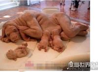 云南猪人是真的吗，其实是某艺术家的艺术作品(是假的)