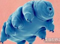 生命力最强的生物，水熊虫寿命是多少年（研究尚在继续）
